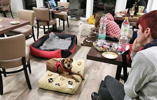 hund-kazik-polen-buerohund-sitzung Kazik ist neues Mitglied in Annetts Bürorudel