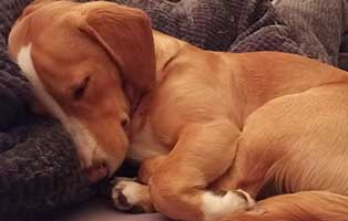 hund-oskar-zuhause-gefunden Glücklich vermittelt - Adoption geglückt