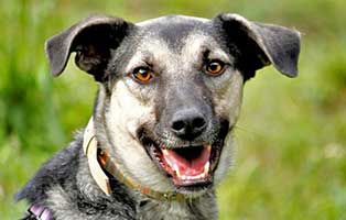 hund-tiuri-patemtier01 Zuhause gefunden - Tierschutzliga Dorf