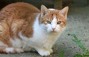 kater-bert-verstorben Katze Sylvi