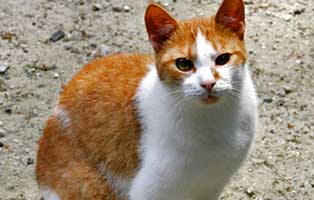 kater-patentier-charles01 Tierpate werden - Katzen