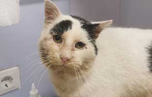 kater-pete-strassenkatze-alt-behandlung Katzenbaby Tiny ist in einem schlechten Zustand