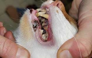 kater-peterle-rambo-zahnprobleme02 Grausige Zahnschmerzen bei Peterle und Rambo