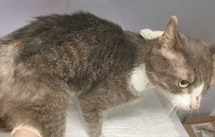 katze-berta-abgemagert-gefunden Katze Berta rettete sich in einen warmen Heizungsraum