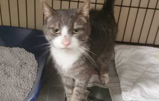 katze-berta-abgemagert-käfig Katze Berta rettete sich in einen warmen Heizungsraum