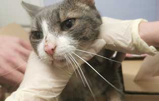 katze-berta-abgemagert-versteckt Katze Berta rettete sich in einen warmen Heizungsraum