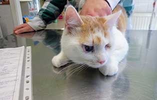 katze-guszti-ungarn-augenoperation 10 verwahrloste Katzen suchen Rettungspaten