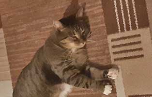 katze-lissy-zuhause-gefunden02 Katze Lissi, ehemals Mary, fühlt sich wohl