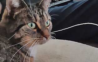 katze-lissy-zuhause-gefunden03 Katze Lissi, ehemals Mary, fühlt sich wohl