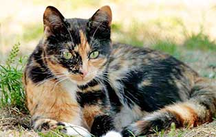katze-stella-patentier01 Tierpate werden - Katzen