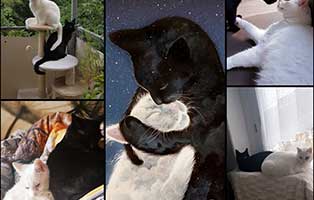 katze-victoria-zuhause-gefunden-collage Tierische Geschichten - Lustiges und spannendes