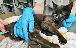 katzenbaby-brr-schlechter-zustand01 Katzenbaby Brr ist in einem sehr schlechten Zustand