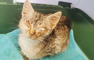 katzenbaby-tiny-krank Verwahrloste Katze aus Unterheinsdorf braucht Hilfe
