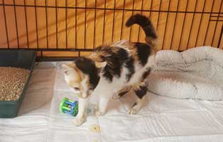 katzenbaby-xena-schlechter-zustand-kaefig Verlorenes Katzenbaby Xena braucht Hilfe