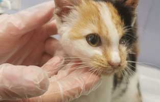 katzenbaby-xena-schlechter-zustand Katzenstation Netzschkau – Marode Hütten machen das Katzenleben schwer