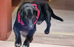 hund-anton-zuhause-gefunden01 Glücklich vermittelt - Adoption geglückt