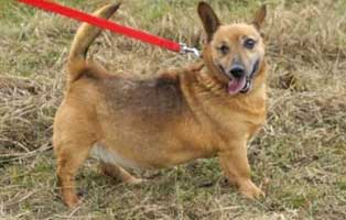 hund-antosch-polen-aufnahme Drei Hunde aus einem polnischen Tierheim suchen Aufnahmepaten