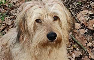 hund-marvin-zuhause-gefunden01 Glücklich vermittelt - Adoption geglückt