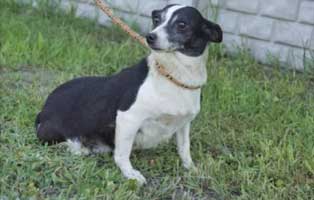 hund-perelka-polen-aufnahme Drei Hunde aus einem polnischen Tierheim suchen Aufnahmepaten