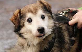 hund-siwu-erni-zuhause-gefunden01 Glücklich vermittelt - Adoption geglückt