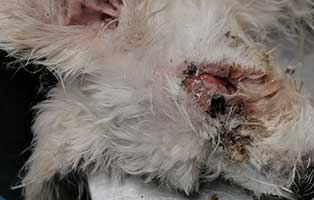 hund-szita-ungarn-misshandelt01 Szita wurde schwer misshandelt und entsorgt