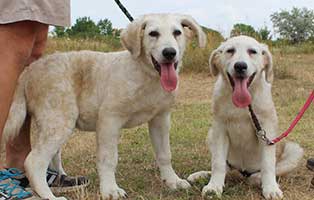 vermittlungstier-hund-doris-david-bekescsaba04 Vier Hunde aus Italien benötigen ihr Ticket ins Glück