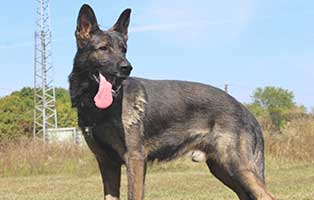 vermittlungstier-hund-kobak-bekescsaba01 Sieben Hunde aus polnischen Tierheimen suchen Aufnahmepaten