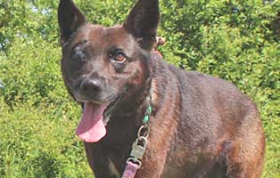 vermittlungstier-hund-penny-bekescsaba04 Vier Hunde aus einem polnischen Tierheim suchen Aufnahmepaten
