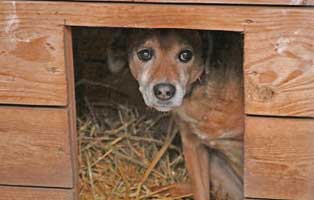 warme-huetten-bekescsaba02 Warme Hundehütten für die Hunde in Polen