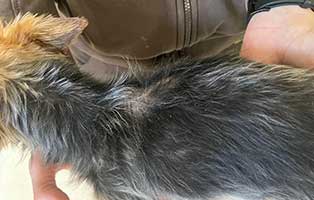 yorkshire-terrier-vernachlaessigt-filz Vier verwahrloste Yorkshire Terrier brauchen Hilfe