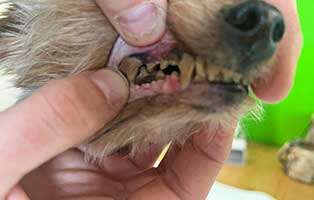 yorkshire-terrier-vernachlaessigt-zaehne Vier verwahrloste Yorkshire Terrier brauchen Hilfe