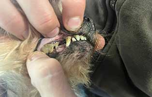 yorkshire-terrier-vernachlaessigt-zaehne01 Vier verwahrloste Yorkshire Terrier brauchen Hilfe