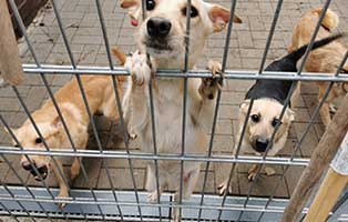 31-hunde-aus-dunkelheit-gerettet05 31 Hunde aus Dunkelheit gerettet