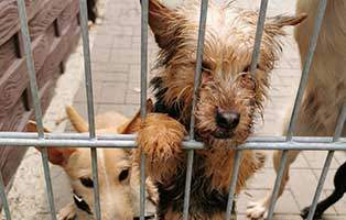 31-hunde-aus-dunkelheit-gerettet06 31 Hunde aus Dunkelheit gerettet