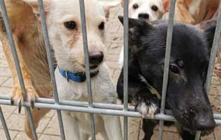 31-hunde-aus-dunkelheit-gerettet07 31 Hunde aus Dunkelheit gerettet