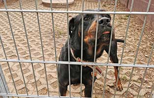 31-hunde-aus-dunkelheit-gerettet08 31 Hunde aus Dunkelheit gerettet