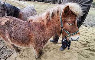 Jahresbericht-2021-pony Jahresbericht Tierheim Wollaberg 2021
