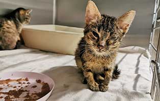 beschlagnahmung-14katzen-unterentwickelt03 News aus dem Tierschutzliga-Dorf