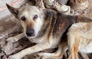 halva-rumaenien-stirbt-ohne-hilfe Fünf Hunde aus Polen suchen Aufnahmepaten