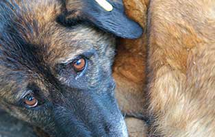 hund-bekescsaba-traurig Fünf Hunde aus Polen suchen Aufnahmepaten