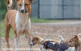 hund-bekescsaba-welpen Warme Hundehütten für die Hunde in Polen