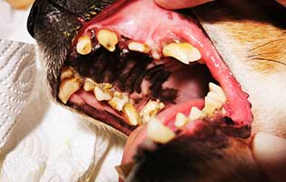 hund-fips-zahnsanierung-blutbild01 Fips aus Rumänien braucht eine Zahnsanierung