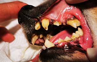hund-fips-zahnsanierung-blutbild02 Fips aus Rumänien braucht eine Zahnsanierung