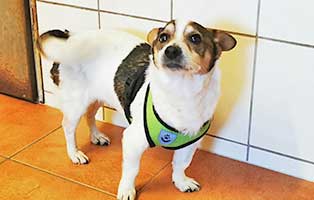 hund-fips-zahnsanierung-blutbild04 Altes Hundemädchen wegen Krankheit einfach ausgesetzt
