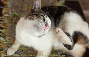 ratgeber-katzen-katzenfloehe Katzenschnupfen