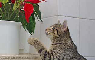 ratgeber-katzen-vergiftung Weihnachten ohne Stress für Haustiere