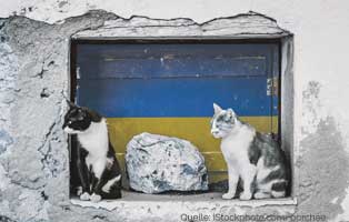 zwei-katzen-ukraine-futter Tierschutzhof Wardenburg