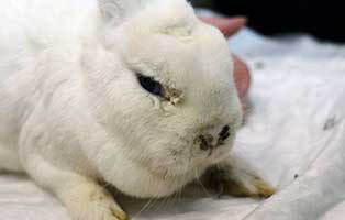 41-vernachlaessigte-kaninchen01 41 vernachlässigte Kaninchen brauchen Hilfe