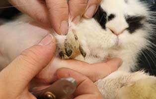 41-vernachlaessigte-kaninchen02 41 vernachlässigte Kaninchen brauchen Hilfe