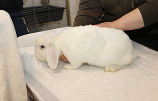 41-vernachlaessigte-kaninchen04 41 vernachlässigte Kaninchen brauchen Hilfe